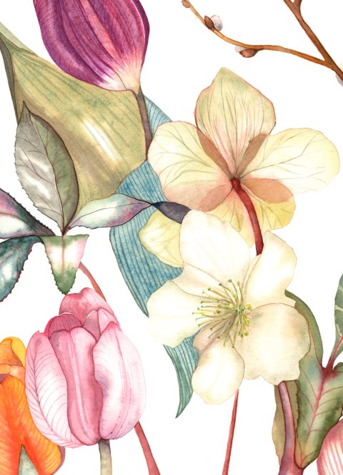 Hellebores, Tulips