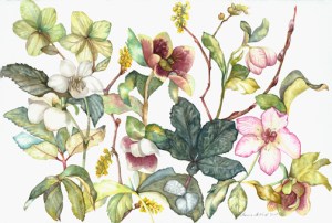 Lots of new work, and way behind in putting them online, like this 18"x24" watercolor of Hellebores.