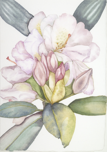 Spring hikes through the mountains of West Virginia will usually discover large stands of rhododendrons like this one. They are a fine sight, though sometimes overwhelming in their size and strength. this is another in the series of small watercolors painted to benefit the Kump Education Center in Elkins WVA.
