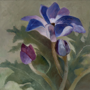 de Caen Anemones 72ppi